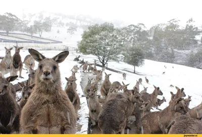 Eastern Grey Kangaroo - The Australian Museum