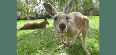 Giant Tree-Kangaroos Were Once Widespread across Australia | Sci.News