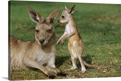 File:Kangaroo at Australia Zoo-02+ (1928593646).jpg - Wikimedia Commons