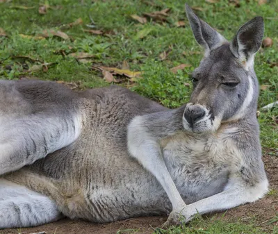Australia symbol kangaroo Royalty Free Vector Image