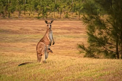 Почему кенгуру живут только в Австралии? Краткая история эволюции сумчатых  животных | ZНАЙ! - всё о неизвестном | Дзен