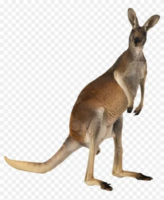 Австралия кенгуру (57 фото)