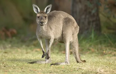 милый мультфильм кенгуру с флагом австралии Иллюстрация вектора -  иллюстрации насчитывающей день, страна: 218213438