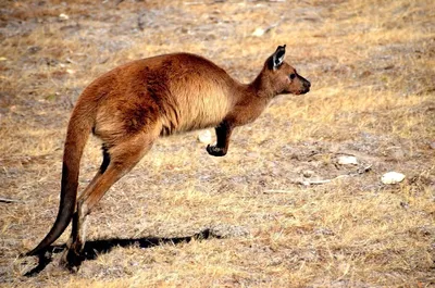 Australia's beloved kangaroos are now controversial pests