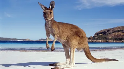 News on Kangaroos and an Australia Atlas of Nature