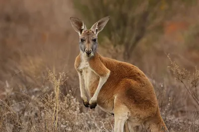 Eastern Grey Kangaroo (Macropus giganteus) mother with joey, Australia Wall  Art, Canvas Prints, Framed Prints, Wall Peels | Great Big Canvas