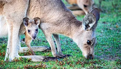 Kangaroo Png - Do Kangaroos Live In Australia, Transparent Png | Kangaroo  image, Kangaroo, Animals