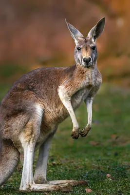 Macropods (Kangaroos) of Australia | Echidna Walkabout Tours