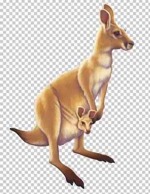 The Impossibly Cute Animals of Kangaroo Island, Australia
