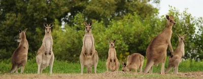 Portrait of Grey Kangaroo in Australia Stock Photo - Alamy