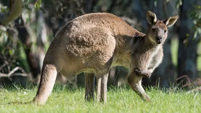 Kangaroo kills 77-year-old man in southwest Australia
