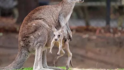 Why Australia has lots of kangaroos, but no tigers - Futurity