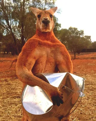 Australia's Most Iconic Animals - Kangaroo and Koalas! —  Explore+Engage+Enjoy