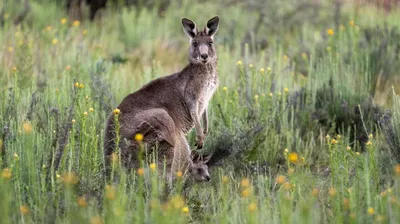 Red Kangaroo: Australia's largest native land mammal #amoty