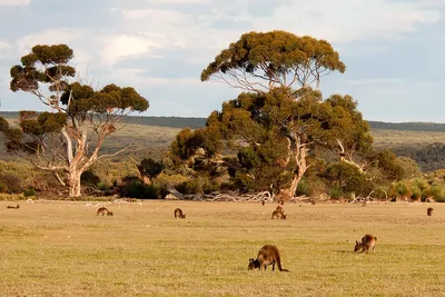 The culling of kangaroos divides Australia