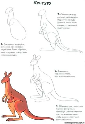 рисунок кенгуру на белом фоне, картинка кенгуру раскрасить, кенгуру,  животное фон картинки и Фото для бесплатной загрузки