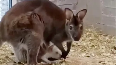 Видео: как выглядит подросший детеныш кенгуру из Ленинградского зоопарка