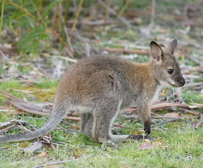 Кенгуру Беннета, или рыже-серый валлаби | zoo-ekzo.com- Экзотические  животные