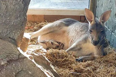 Red Kangaroo - The Australian Museum