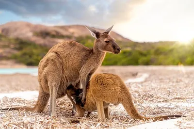 10 Incredible Facts About Kangaroos