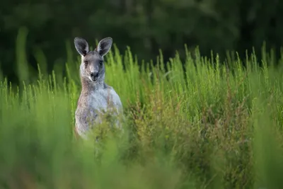 Aussie man saves dog from being drowned by kangaroo - YouTube