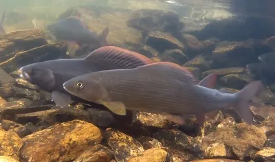 Рыбалка ловля красивой и мощной рыбы хариус в девственной тайге - YouTube