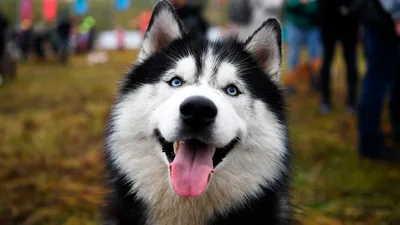 Сибирские хаски: 5 фактов про самую русскую породу собак (ФОТО) - Узнай  Россию