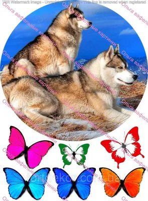 Вафельная картинка Собаки Хаски: продажа, цена в Мелитополе. Кондитерский  декор от \
