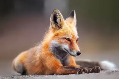 К чему снится лиса: толкование снов про лису