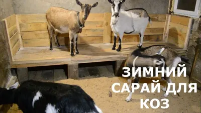 сарай для коз своими руками | Goat house, Backyard farming, Goat shelter