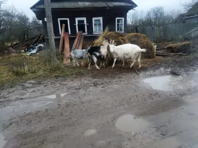 Таможня Дешевый легкий стальной приют для скота,скотоводческий сарай для коз  Дешевый легкий стальной приют для скота,скотоводческий сарай для коз  Производитель