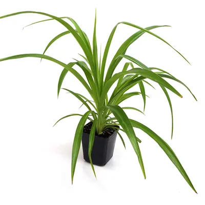 Хлорофитум хохлатый (Chlorophytum comosum)