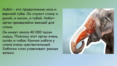 Зачем слону хобот? | Мир вокруг нас | Дзен