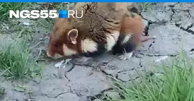 Chipsi Russia - Друзья, 🐹хомяки хорошо плавают, набирая в... | Facebook