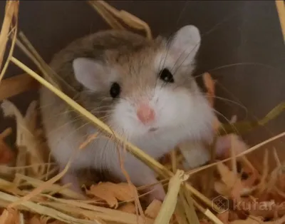 Hamster ROBOROVSKI HAMSTER Хомяк Роборовского - YouTube