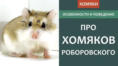 Хомяк роборовского🐹 Эта разновидность – единственная среди домашних  хомяков, которую можно содержать в группах. Но лучше не селить… | Instagram