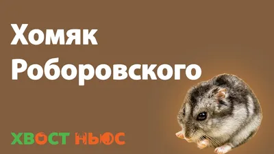 Как выбрать хомячка? Часть 1: теоретическая | Нос, хвост, лапы | Дзен