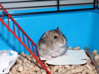 Ferplast Hamsterville Клетка для хомяка Бежевый| Bricoinn