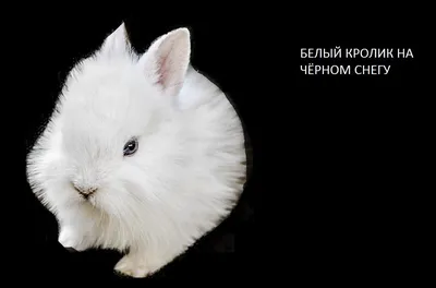 Раскраска хорек . хорек. Черно белые раскраски.