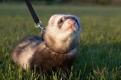 питомец хорька на черном заднем фоне Mustelid Polecat Mustela Furo Sable  Mitt цвет Стоковое Фото - изображение насчитывающей черный, норка: 228566428