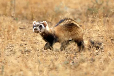 питомец хорька на черном заднем фоне Mustelid Polecat Mustela Furo Sable  Mitt цвет Стоковое Фото - изображение насчитывающей картины, пальто:  228566406