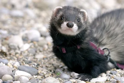 Европейский Polecat Также Известный Как Черный Или Лесной Polecat —  стоковые фотографии и другие картинки Хорёк - iStock