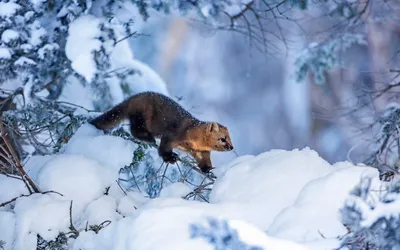 Очень мило хорёк зима ferret,…» — создано в Шедевруме