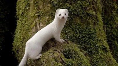 Ласка Mustela Stoat Shorttailed Erminea зимой Германии Стоковое Изображение  - изображение насчитывающей охота, хищник: 186136623