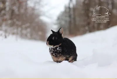 картинки : зима, Rabbits and Hares, заяц, Домашний кролик, Зайчик на  снегоступах, небо, Бакенбарды, Замораживание 2896x4344 - sukurturgut -  1602295 - красивые картинки - PxHere