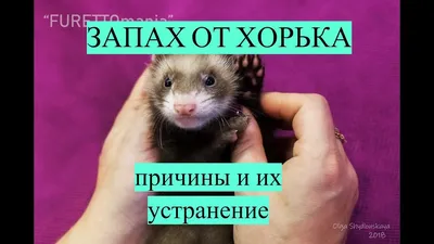 Запах от хорька #фуриттус #хорьки #фретка #furittus - YouTube