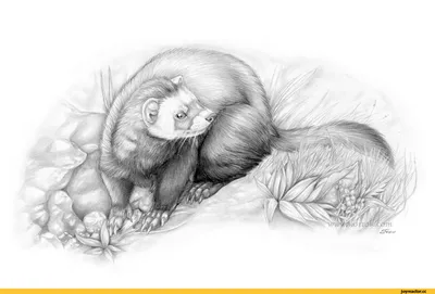 красивые картинки :: animal art :: хорек :: ferret :: Korrok :: рисунки  карандашом :: art (арт) / картинки, гифки, прикольные комиксы, интересные  статьи по теме.