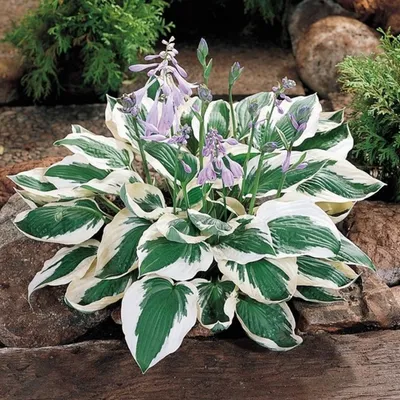 Хоста 'Patriot' (Hosta 'Patriot')