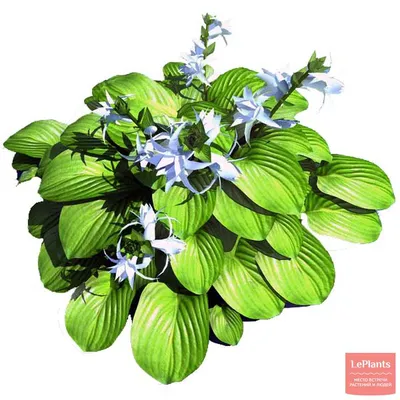 Хоста (Hosta) — описание, выращивание, фото | на LePlants.ru