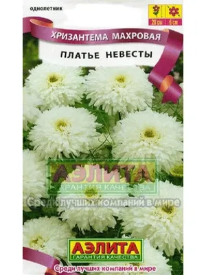 Хризантема махровая Geolia «Платье невесты» по цене 23 ₽/шт. купить в  Москве в интернет-магазине Леруа Мерлен